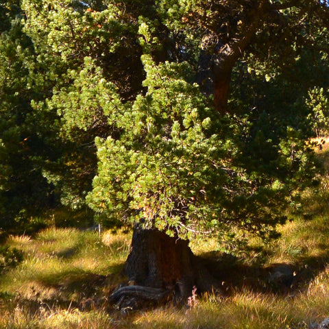 Urnen für eine Baum-bestattung